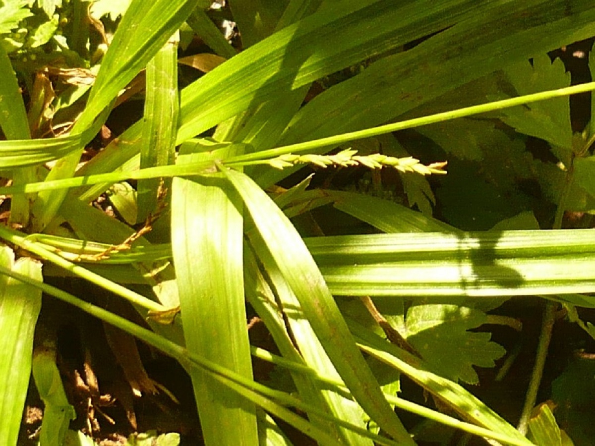 Carex strigosa (Cyperaceae)